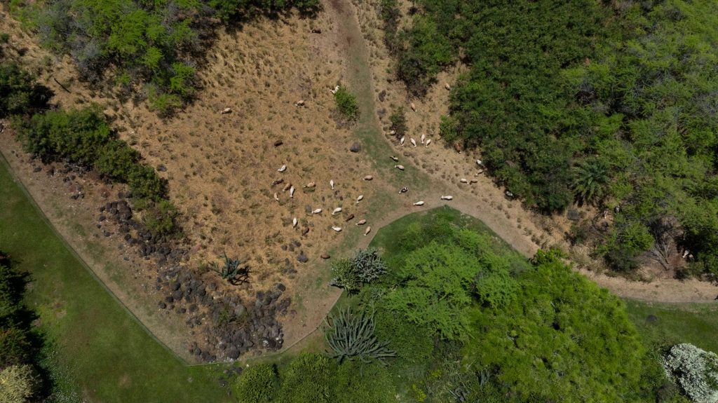 O‘ahu Grazers Provides Natural Vegetation Management With Sheep and Goats