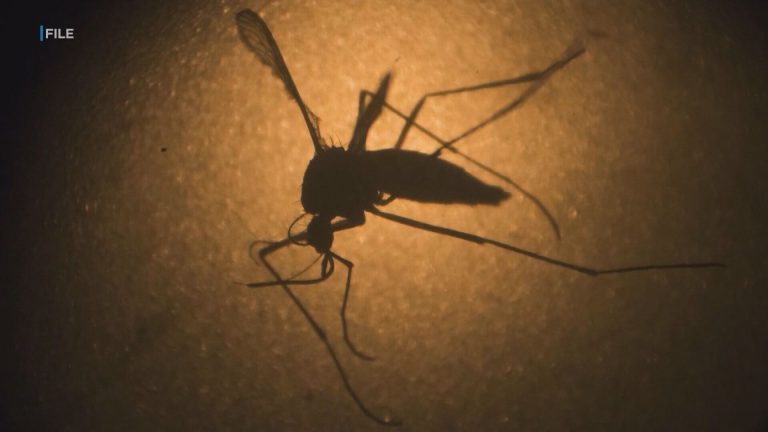 Dept. of Health confirms eighth travel-related dengue virus case on Oahu